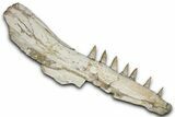 Fossil Mosasaur (Platecarpus) Jaw Section with Teeth - Morocco #353154-2